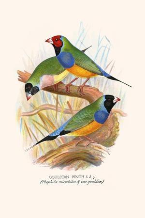 Gouldian Finch, Black Headed and Red Headed