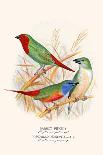 Gouldian Finch, Black Headed and Red Headed-F.w. Frohawk-Framed Art Print