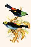Superb Tanager, Paradise Tanager-F.w. Frohawk-Art Print