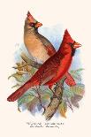 Gouldian Finch, Black Headed and Red Headed-F.w. Frohawk-Framed Art Print