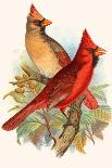 Melodius or Cuba Finch-F.w. Frohawk-Art Print