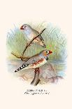 Gouldian Finch, Black Headed and Red Headed-F.w. Frohawk-Framed Art Print