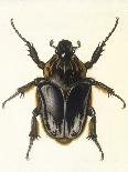 Insects, Beetle, Scarab-F.W. Hope-Art Print