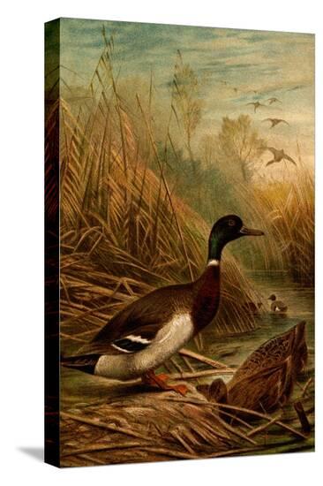 Stretched Canvas Print, , large