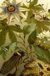 Passion Flower with Insects-F.W. Kuhnert-Art Print