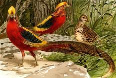 Pheasants-F.W. Kuhnert-Art Print