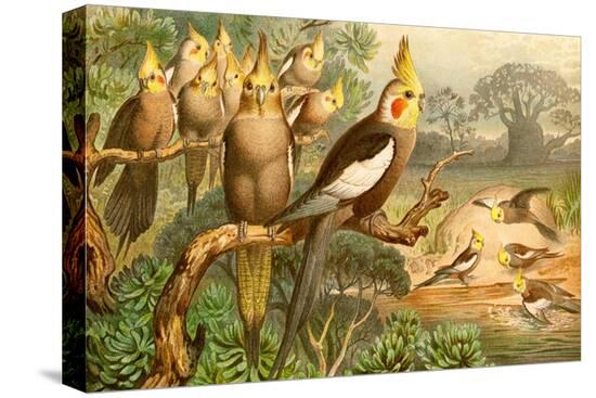 Stretched Canvas Print, , large