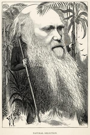 Charles Darwin, Depicted as a Wild Man of the Jungle