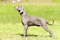 Weimaraner Dog-f8grapher-Photographic Print