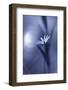 FA¼r Elise-Bee Thalin-Framed Photographic Print