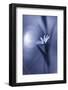 FA¼r Elise-Bee Thalin-Framed Photographic Print