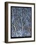 Faa Birch-Tim Nyberg-Framed Giclee Print