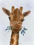 Laminate