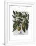 Gramercy White