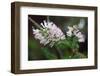 Fabiana imbricata-Angela Marsh-Framed Photographic Print