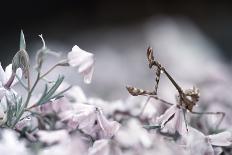 The three sisters-Fabien BRAVIN-Photographic Print