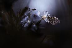 The three sisters-Fabien BRAVIN-Photographic Print