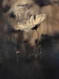 The Story Of The Lady Bug That Tries To Convice The Mushroom To Have A Date With The Beautiful Dais-Fabien Bravin-Stretched Canvas