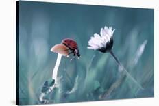The Story Of The Lady Bug That Tries To Convice The Mushroom To Have A Date With The Beautiful Dais-Fabien Bravin-Stretched Canvas