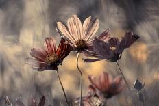 The three sisters-Fabien BRAVIN-Photographic Print