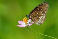 Common Crow Butterfly-Fabio Lotti-Photographic Print