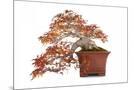 Wood Mount