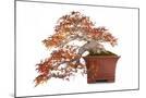 Wood Mount
