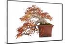Wood Mount
