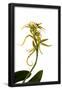 Essential Black