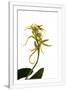 Gramercy White
