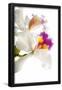 Essential Black