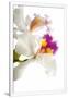 Gramercy White