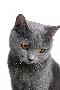 Just the Print