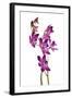 Chelsea Black