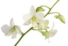 Dendrobium Emma White-Fabio Petroni-Photographic Print
