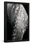 Essential Black