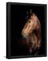 Essential Black