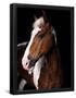 Essential Black