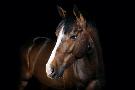Just the Print