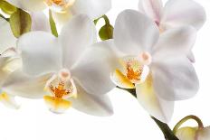 Phalaenopsis Ibrid4-Fabio Petroni-Photographic Print