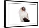 Chelsea Black