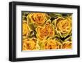 Chelsea Black