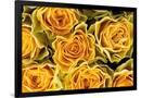 Gramercy Black