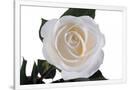 Gramercy White