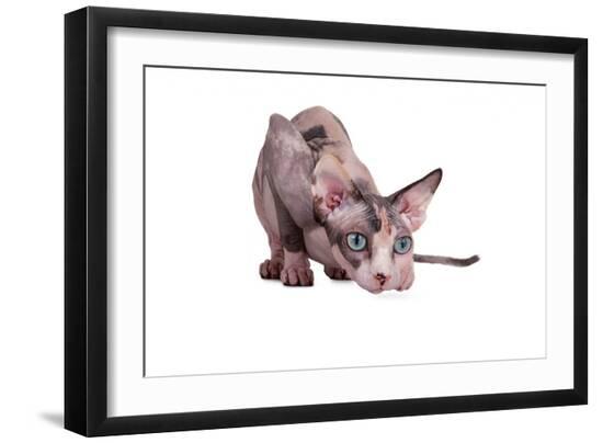 Photographic Print, , large