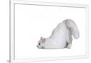 Gramercy White