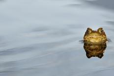 Common Toad (Bufo bufo) adult, head emerging from water, Italy, march-Fabio Pupin-Photographic Print