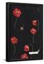 Essential Black