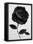 Fabric Rose-Ruben Ireland-Framed Stretched Canvas