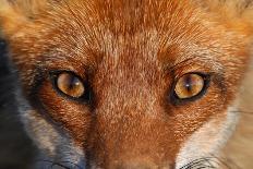 Red fox (Vulpes vulpes) pups playing, Vosges, France, June.-Fabrice Cahez-Photographic Print